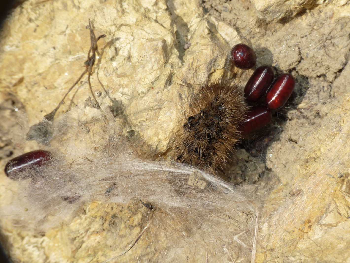 Parassitoidi su Lepidottero: acari? No, Euplectrus sp. (Eulophidae)